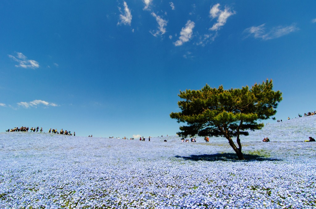 Hitachi Seaside Park A Floral Paradise in Japan Charismatic