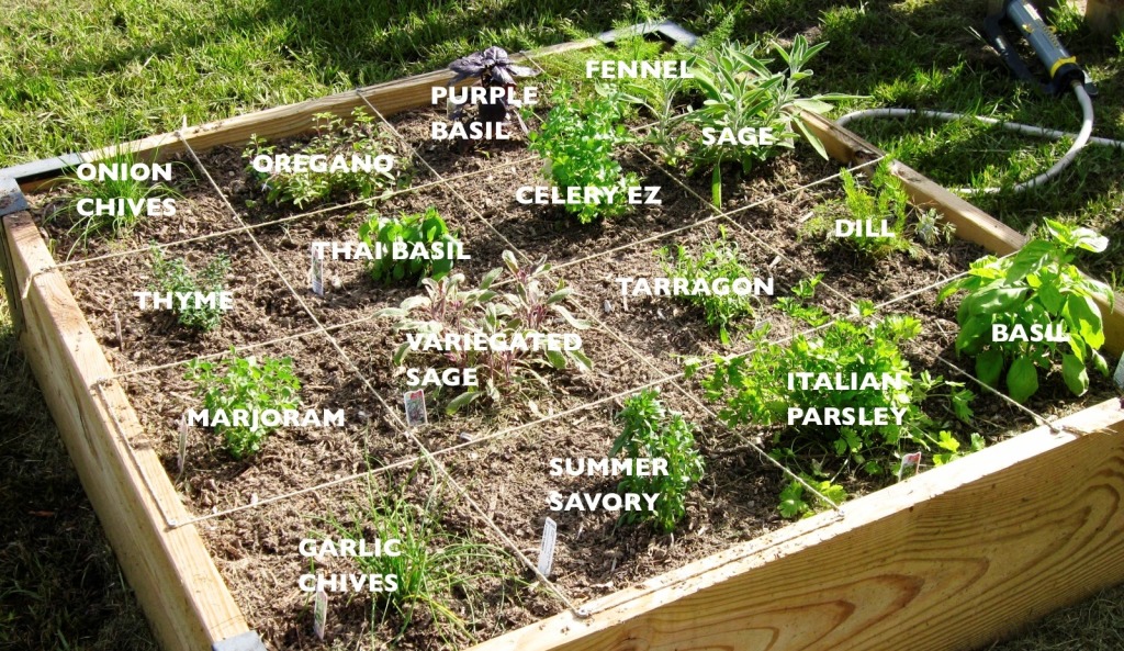 Charismatic Planet Planning And Planting A Herb Garden Every Good Garden Design Book Advises Would Be Designer Gardener To First Take Your Squared Paper And In Fact It Is A Idea Draw The Plan Scale