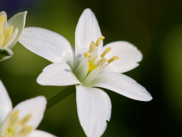 Jasmine Is Por Evergreen Flowers Charismatic Planet