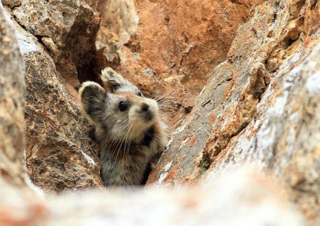 Magical Rabbit that you’ve probably never heard of, the “Ili Pika”, is also one of the rarest and most endangered living beings in the world. Magical Rabbit that you’ve probably never heard of, the “Ili Pika”, is also one of the rarest and most endangered living beings in the world.
