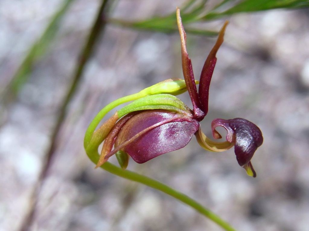 The Flying Duck Orchid is also inducing insects, such as male sawflies which pollinate the flower in a process recognized as pseudocopulation. The Flying Duck Orchid is also inducing insects, such as male sawflies which pollinate the flower in a process recognized as pseudocopulation.