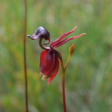 Flying Duck Orchid (Caleana) is a small orchid can be found in eastern and southern Australia. This is terrestrial plant features amazing flowers resembling a duck in flight. Flying Duck Orchid (Caleana) is a small orchid can be found in eastern and southern Australia. This is terrestrial plant features amazing flowers resembling a duck in flight.
