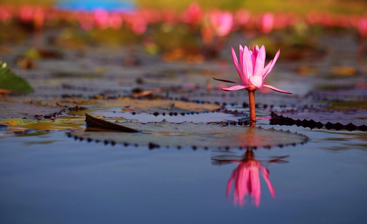 Pink Flowers Lotus Lake