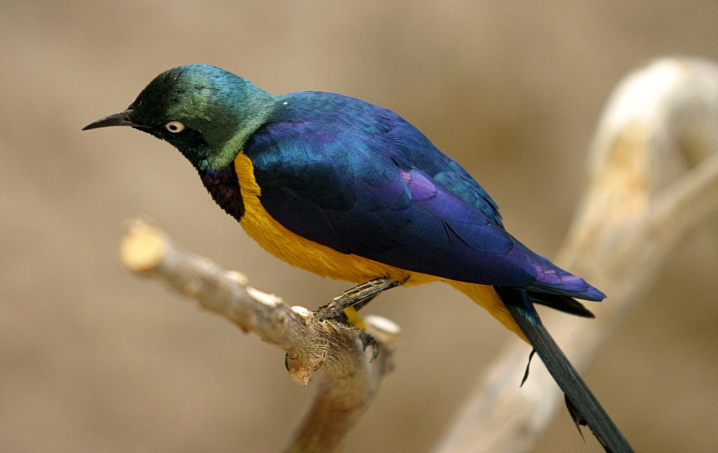 The bird diet comprises mostly of insects and termites and some fruit of Commiphora and Dobera, though adult birds catch insects in flight and dig up termite mounds to find prey.