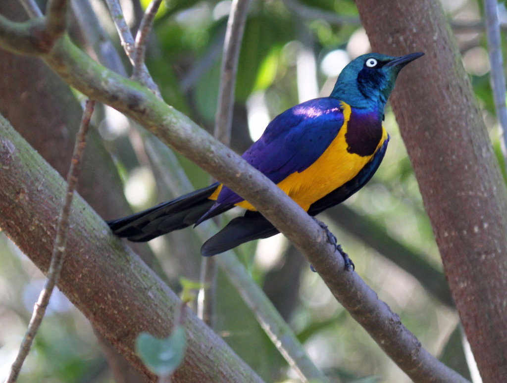 . The birds habitually make nests in tree holes which are made from leaves, roots, straw and other vegetation.
