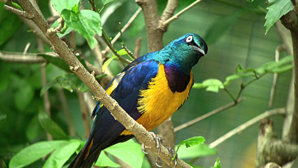 The bird tail is 60% of bird length would usually be its main feature