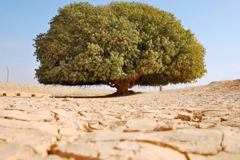 The Blessed Tree of Jordan
