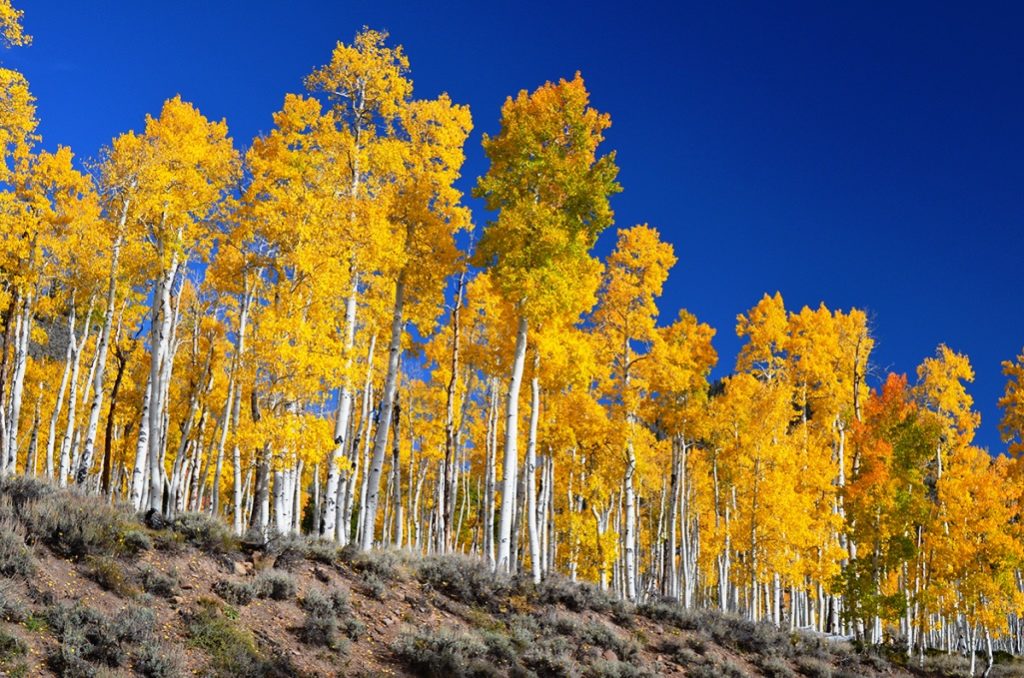 However, various trees spread through flowering and sexual reproduction; quaking aspens normally reproduce asexually, by sprouting new trees from the expansive lateral root of the parent.