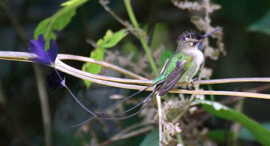 the marvellous spatuletail charismatic planet the marvellous spatuletail charismatic planet