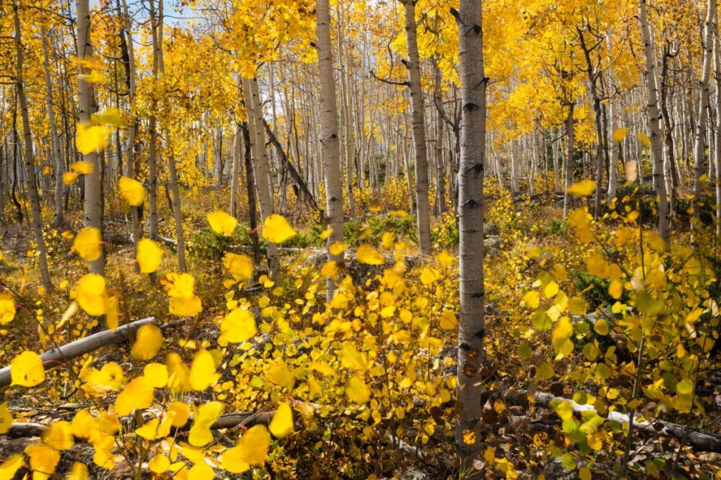 According to some ecologist, the future of Pando organisms is in danger due to mature stems is regularly dying from the eternal problems of pests, diseases, drought and regenerative roots of organism are under attacks.