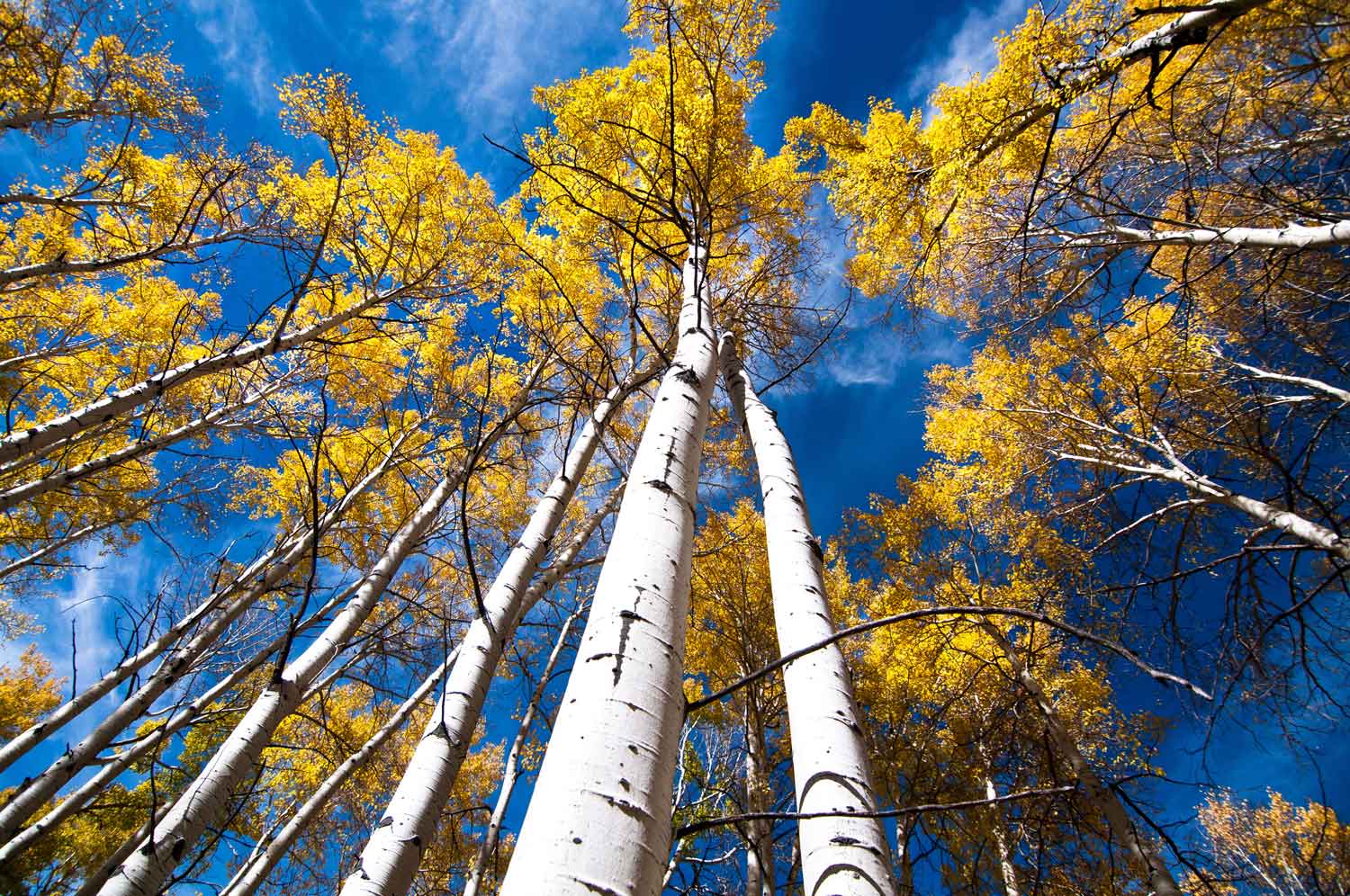 Pando The World s Oldest Living Organisms