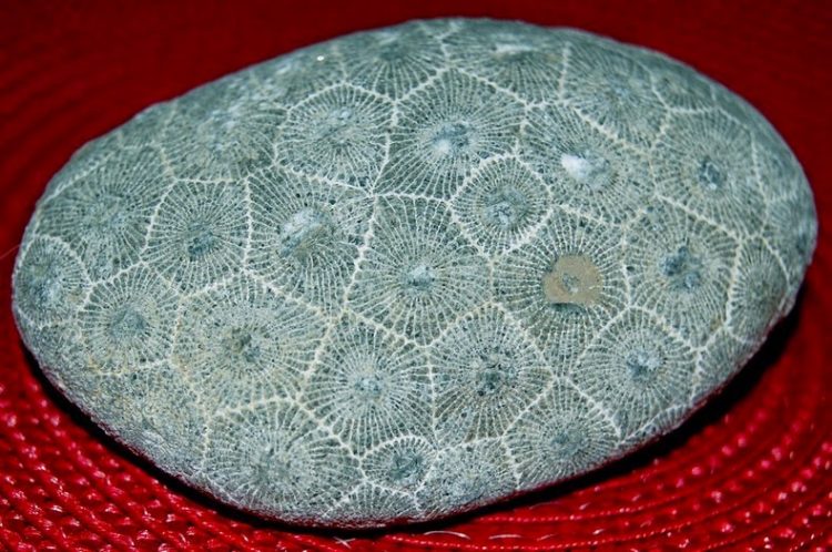 The Petoskey Stones- Charismatic Planet