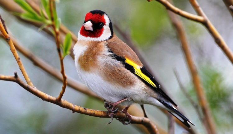 european goldfinch song mp3