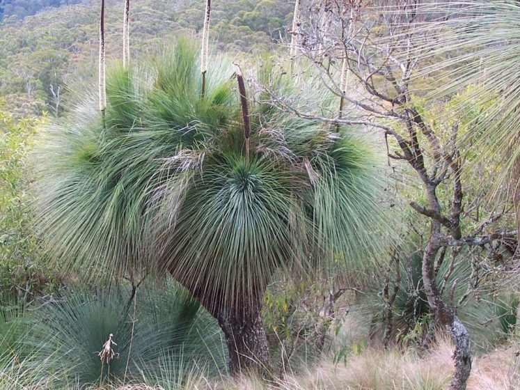 The grass tree is also known as “Xanthorrhoea glauca”, is a large plant in the genus Xanthorrhoea mainly widespread in eastern Australia.