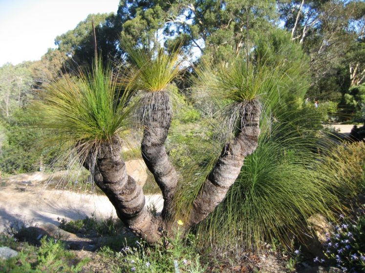 The tree has many branches and its trunk can grow in excess of 5 metres tall.
