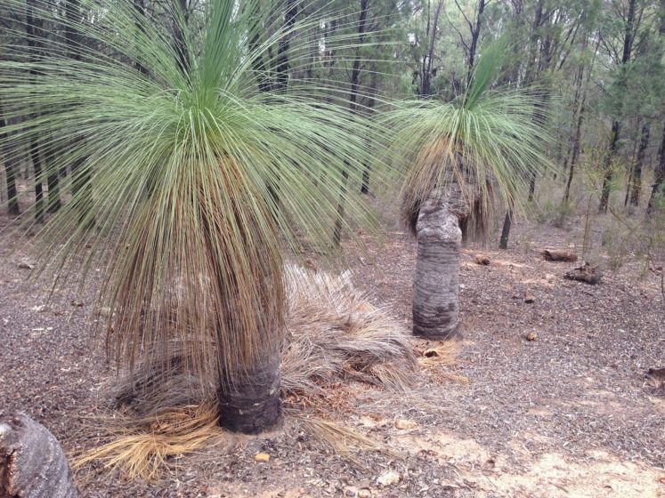 The grass tree is a slow growing plant, carefree and durable admired for its spherical form and fine texture and makes it a perfect garden specimen.