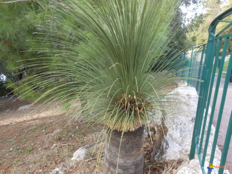 The grass trees are highly fire-resistant and are among the first to resprout after wildfire as the living growth is buried within the old dead leaf bases.