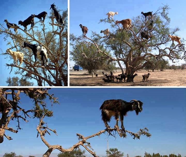 Goats Climbing Tree