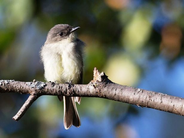 Eastern Phoebe Small Passerine Bird Charismatic