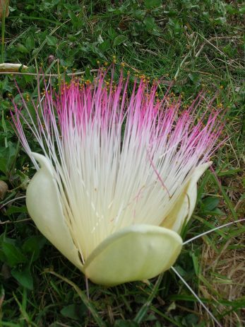 Sea Poison Tree Flower