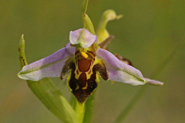 Bee Orchid Flower