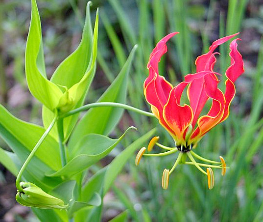 Flame Lily Flower