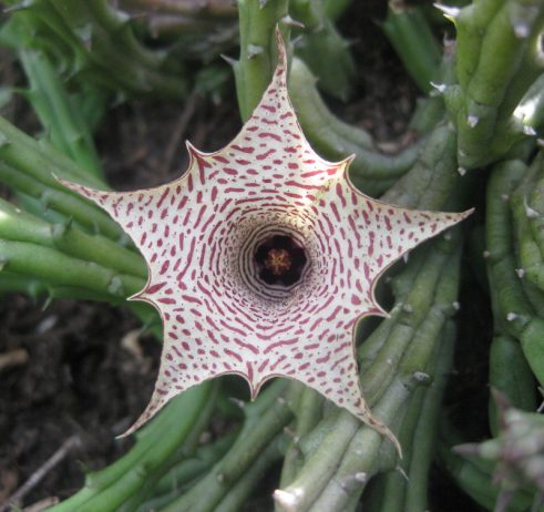 Huernia Occulta Flower