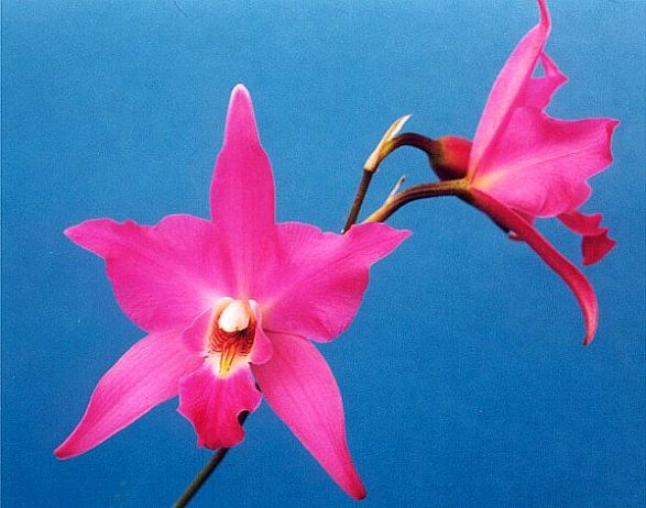 Laelia, Flower