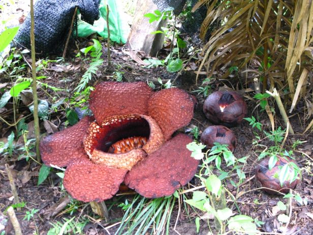 Corpse Lily Flower
