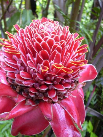 Torch Ginger Flower