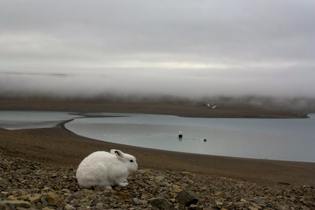 The arctic hare26