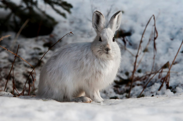The arctic hare27