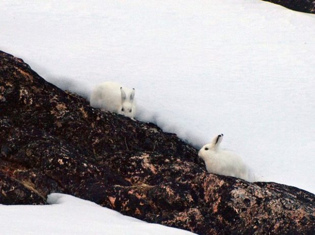 The arctic hare7