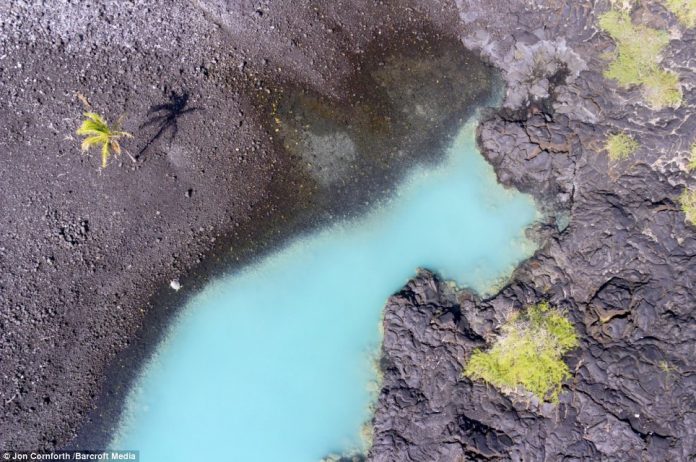 A sea turtle is snapped by Jon Cornforth's remote-controlled flying camera as it leaves the water of Kiholo Bay