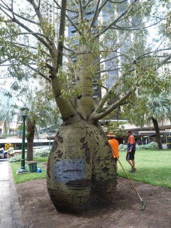 Bottle Tree of Queensland Brachychiton Rupestris2