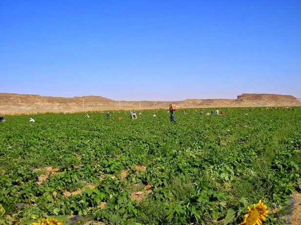 Organic Farming in the Desert of Wadi Rum6