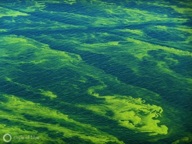 Toxic Algae Bloom on Lake Erie4