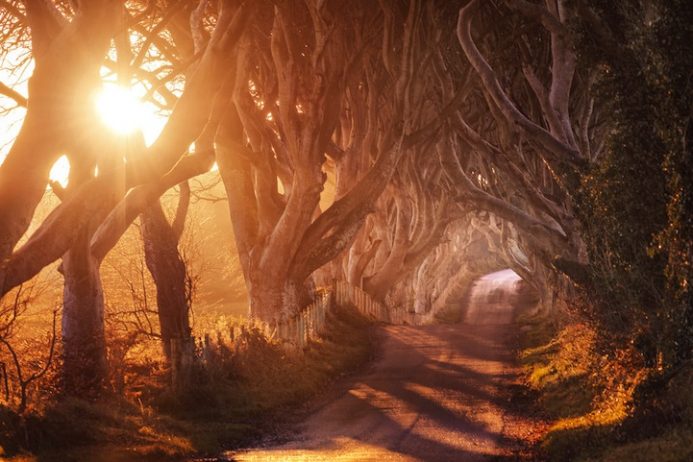 Dark Hedges in County Antrim, Ireland is a gorgeously eerie avenue of beech trees that were planted by the Stuart family back in the 1750s. Dark Hedges in County Antrim, Ireland is a gorgeously eerie avenue of beech trees that were planted by the Stuart family back in the 1750s.
