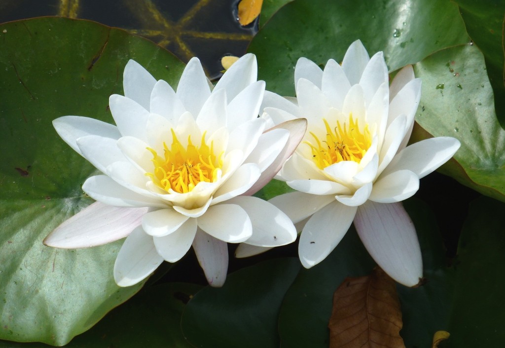 White Lily is a perpetual plant that frequently forms dense colonies. The beautiful leaves arise on flexible stalks from large thick rhizomes