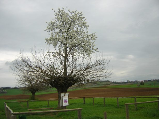 a unique sight of double tree growing in piemonte italy