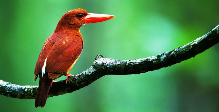 ruddy kingfisher ! a perfect photogenic bird