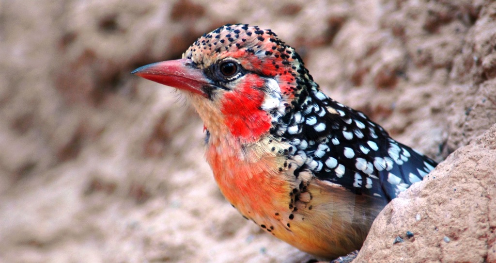 The Red and Yellow Barbet also named “Trachyphonus erythrocephalus” belongs to the African barbet family.