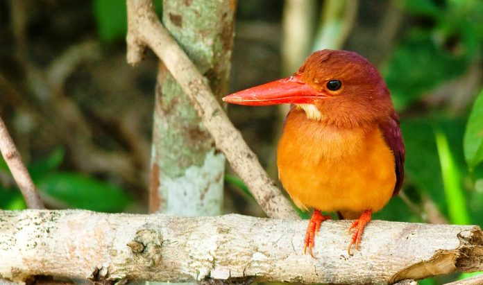 ruddy kingfisher ! a perfect photogenic bird