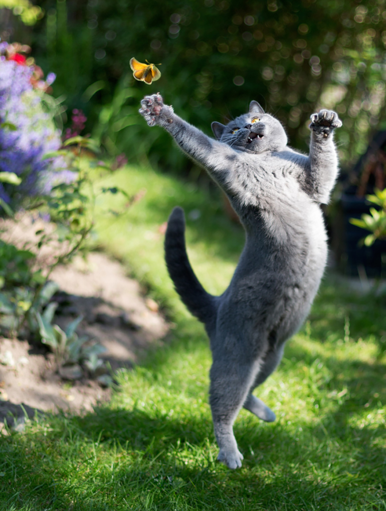 Stunning Photographs of Jumping Cats Stunning Photographs of Jumping Cats