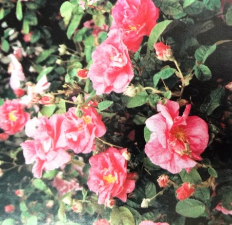 •The apothecary’s rose since early times source of some of the best known and most loved of all herbal perfumes, scented oils and waters.