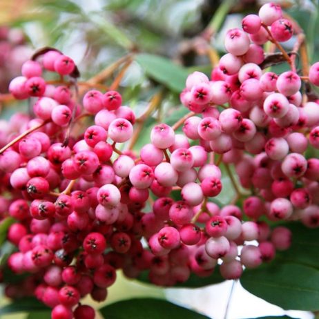 Mountain Ash Tree is still popular ornamental or shade trees because of their size (most are under 50 feet).
