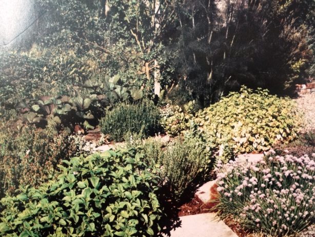 •Culinary herb garden with bronze fennel, rosemary, tarragon and chives among other plants. Throughout the ages the most extensive use of herbs has been in cooking and for flavoring food.