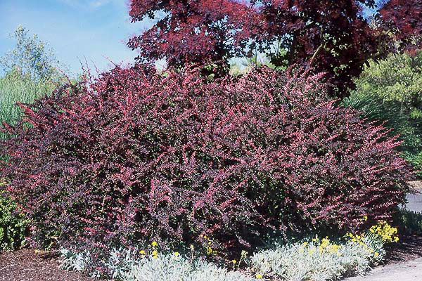 barberry are popular garden specimens