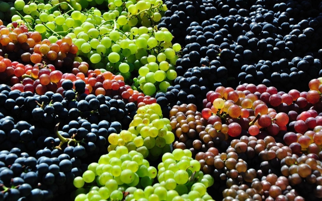 Grapes are Immensely Vigorous and Sturdy in Taste