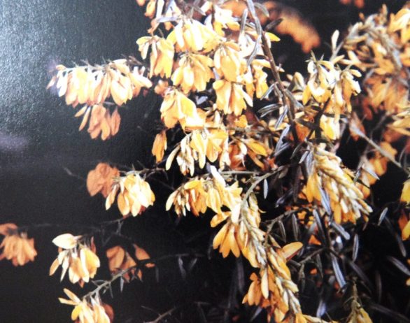 •Dyer’s green weed a dye herb producing a good strong yellow was used by both the ancient Greeks and Romans. Its flower heads and seeds were also once used to treat rheumatism and dropsy, and as a purgative.